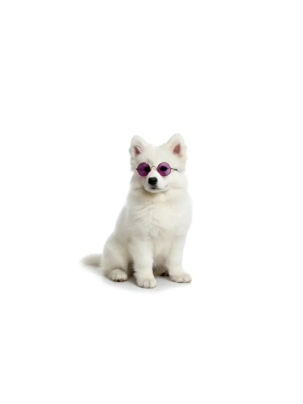 Surprise Style Dog & Cat Sunglasses | Cute Round Frames for XS Pets